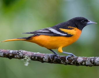 Bird Feeder, Adirondack Cedar Chair Oriole Bird Feeder, Oriole, Cardinal Feeder, Bird Feeder, Squirrel Feeder, Unique Gift