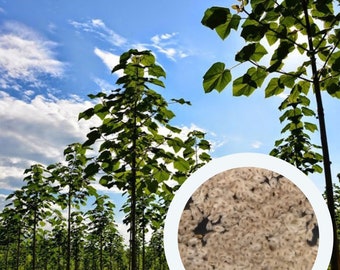 Paulownia Shan Tong (50 zaden) Keizerinboom, Drakenboom, Prinsesboom Snelgroeiende boom zeldzame zaden