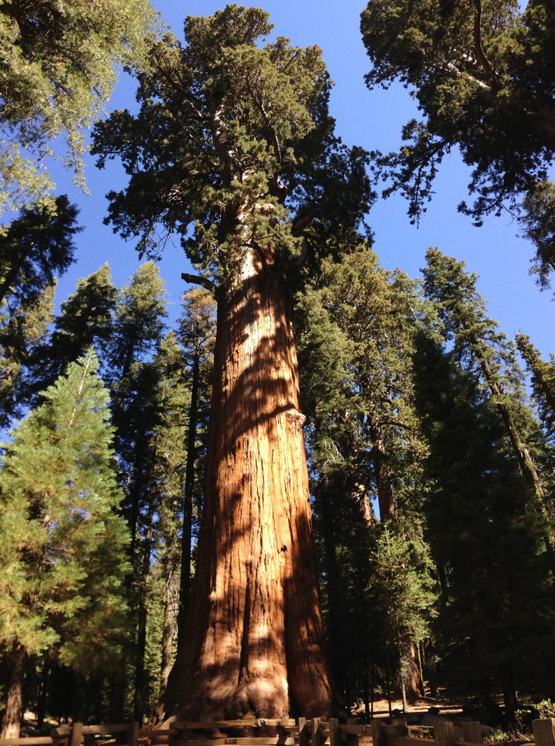 Mammoetboom 50 zaden Sequoiadendron giganteum Sierra redwood Wellingtonia biologische zaden afbeelding 3