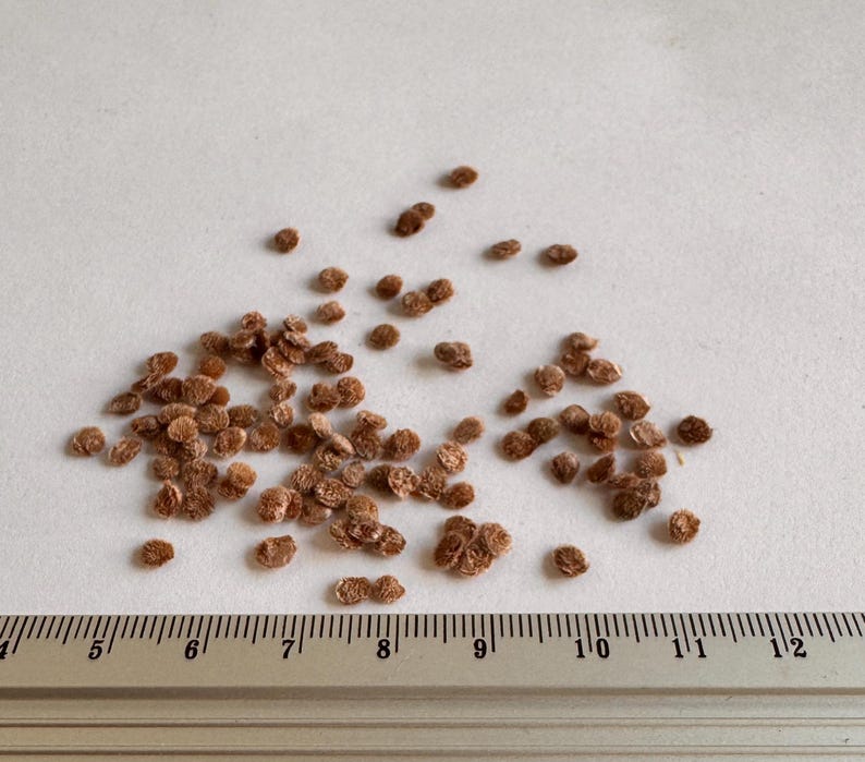 K&ouml;nnte beinhalten: Nahaufnahme eines Haufens kleiner, brauner Samen auf einer wei&szlig;en Oberfl&auml;che. Ein Lineal ist am unteren Rand des Bildes sichtbar, mit Markierungen von 4 bis 12 Zoll.