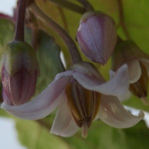 K&ouml;nnte beinhalten: Nahaufnahme von zarten, blassrosa Bl&uuml;ten mit einer weichen, samtigen Textur. Die Bl&uuml;ten bl&uuml;hen an einem gr&uuml;nen Stiel mit Bl&auml;ttern.