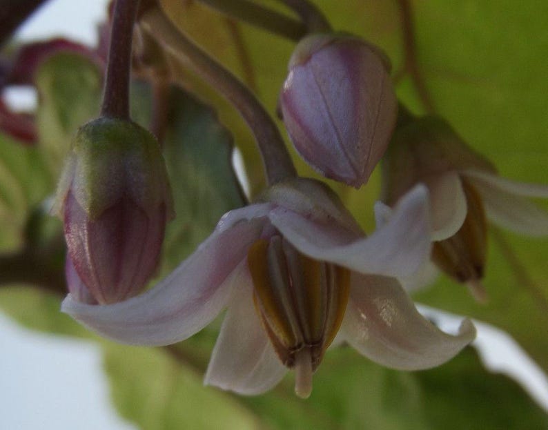 K&ouml;nnte beinhalten: Nahaufnahme von zarten, blassrosa Bl&uuml;ten mit einer weichen, samtigen Textur. Die Bl&uuml;ten bl&uuml;hen an einem gr&uuml;nen Stiel mit Bl&auml;ttern.