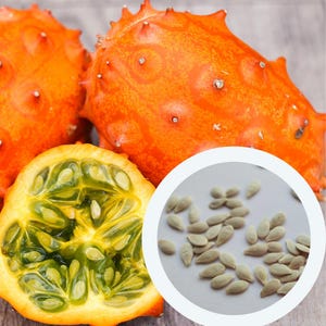 Kiwano Cucumis Metuliferus seeds (10 PCS) African Horned Cucumber | Horned Melon | Spiked Melon | Jelly Melon | vegetable seeds