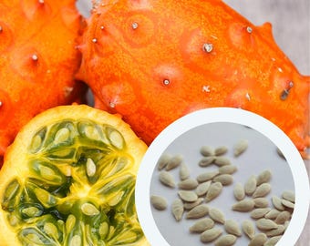 Kiwano Cucumis Metuliferus samen (10 Stück) Afrikanische Horngurke | Gehörnte Melone | Stachelmelone | Quallen Melone | Gemüsesamen