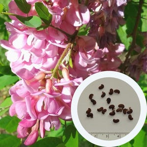 Rosa Akazie Robinie Viscosa Samen (10 Stück) Muschelsamen | Baumsamen | gentechnikfreie Samen | seltener Samen