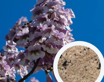 Paulownia Tomentosa (50 zaden) Prinses Boom, Keizerin Boom, Vingerhoedskruid Boom Snelgroeiende Boom biologische zaden