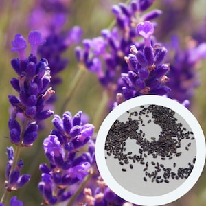 Lavender Munstead seeds 0,1 g. (approx. 100 PCS) Lavandula Angustifolia English Lavender | Common Lavender | True Lavender | Garden Lavender