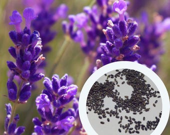 Lavendel Munstead frön 0,1 g. (ca 100 st) Lavandula Angustifolia Engelsk lavendel | Vanlig lavendel | Äkta lavendel | Trädgårdslavel