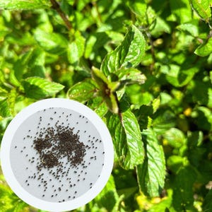 Peppermint Mentha Puperita seeds 0,1 g. (approx. 1000 PCS) Spearmint Seeds | Mint Seeds | herb seeds | culinary & medicinal plant seeds
