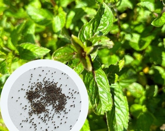 200 Peppermint Herb Seeds: Thai Asian Mint - Etsy Finland