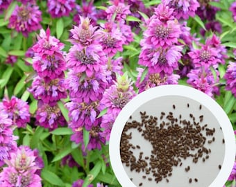 Monarde citriodora 0,1 g. (environ 150 graines) mélisse, menthe citronnée, menthe rouge pourpre | graines de fines herbes | graines de plantes culinaires et médicinales