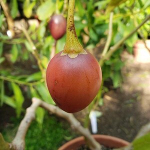 K&ouml;nnte beinhalten: Nahaufnahme einer reifen, rot-orangen, runden Frucht, die an einem Zweig h&auml;ngt. Die Frucht hat einen gr&uuml;nen Stiel und w&auml;chst an einer Pflanze in einem Topf.