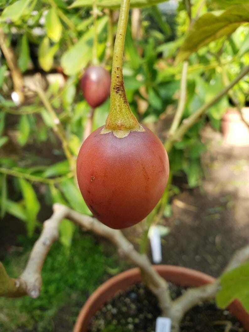 K&ouml;nnte beinhalten: Nahaufnahme einer reifen, rot-orangen, runden Frucht, die an einem Zweig h&auml;ngt. Die Frucht hat einen gr&uuml;nen Stiel und w&auml;chst an einer Pflanze in einem Topf.