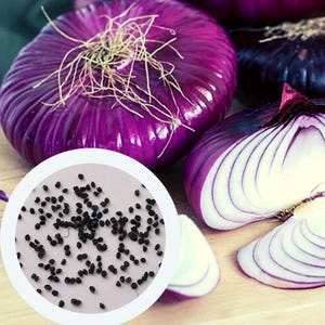 Peut inclure: Gros plan sur un tas de petites graines d'oignon noires. Les graines sont éparpillées sur un fond blanc. Il y a trois gros oignons rouges en arrière-plan.