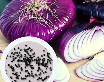 Rote Süße Saftige Zwiebel Samen 1 g. (ca. 200 Stück) seltene Samen | Gemüsesamen | Küchenpflanze Samen | biologischen Samen