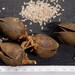 Kiribaum Paulownia Pao Tong Z07 - Arbre Croissance Rapide Résistant -33°C