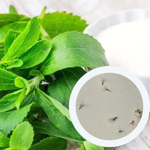 Stevia Rebaudiana seeds (10 PCS) non GMO seeds | herb seeds | organic seeds