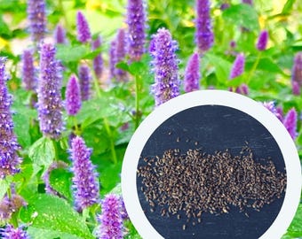 Semillas de Agastache Foeniculum 0,5 g. (aprox. 1200 PCS) Hisopo de anís Hisopo gigante fragante azul / Hisopo de lavanda Agastache Anethiodora Lofant