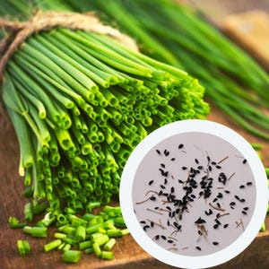 Chives Onion seeds 1 g. (approx. 800 PCS) Allium Schoenoprasum heirloom seeds | vegetable seeds | non GMO seeds | organic seeds