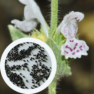Katzenminze Nepeta italica Samen 0,05 g. (ca. 30 Stück) Katzenminze Erbstück Samen | Kräutersamen | gentechnikfreie Samen | biologischen Samen