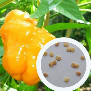 Habanero Hot Yellow Pepper seeds 0,25 g. (approx. 50 PCS) Very Hot Chili | Capsicum Chinense | non GMO seeds | organic seeds