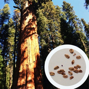 Puede incluir: Un primer plano de un tronco de secuoya gigante en un bosque. La corteza es de color marrón rojizo y tiene una textura rugosa. El árbol está rodeado de otros árboles altos. Un círculo blanco con un primer plano de varias semillas marrones está en primer plano.
