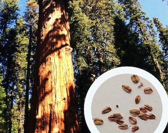 Giant sequoia (50 seeds) (Sequoiadendron giganteum) Sierra redwood Wellingtonia organic seeds
