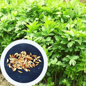 Lovage seeds 0,5 g. (approx. 80 PCS) Levisticum Officinale heirloom seeds | herb seeds | non GMO seeds | organic seeds