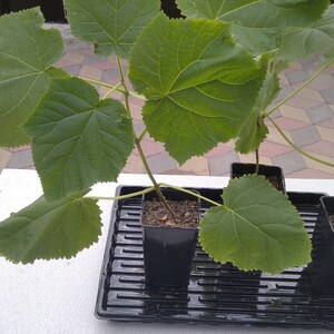 200 Semi Di Paulownia Z07 Super Ibride - Albero Imperiale A Crescita Rapida - GreenSeed