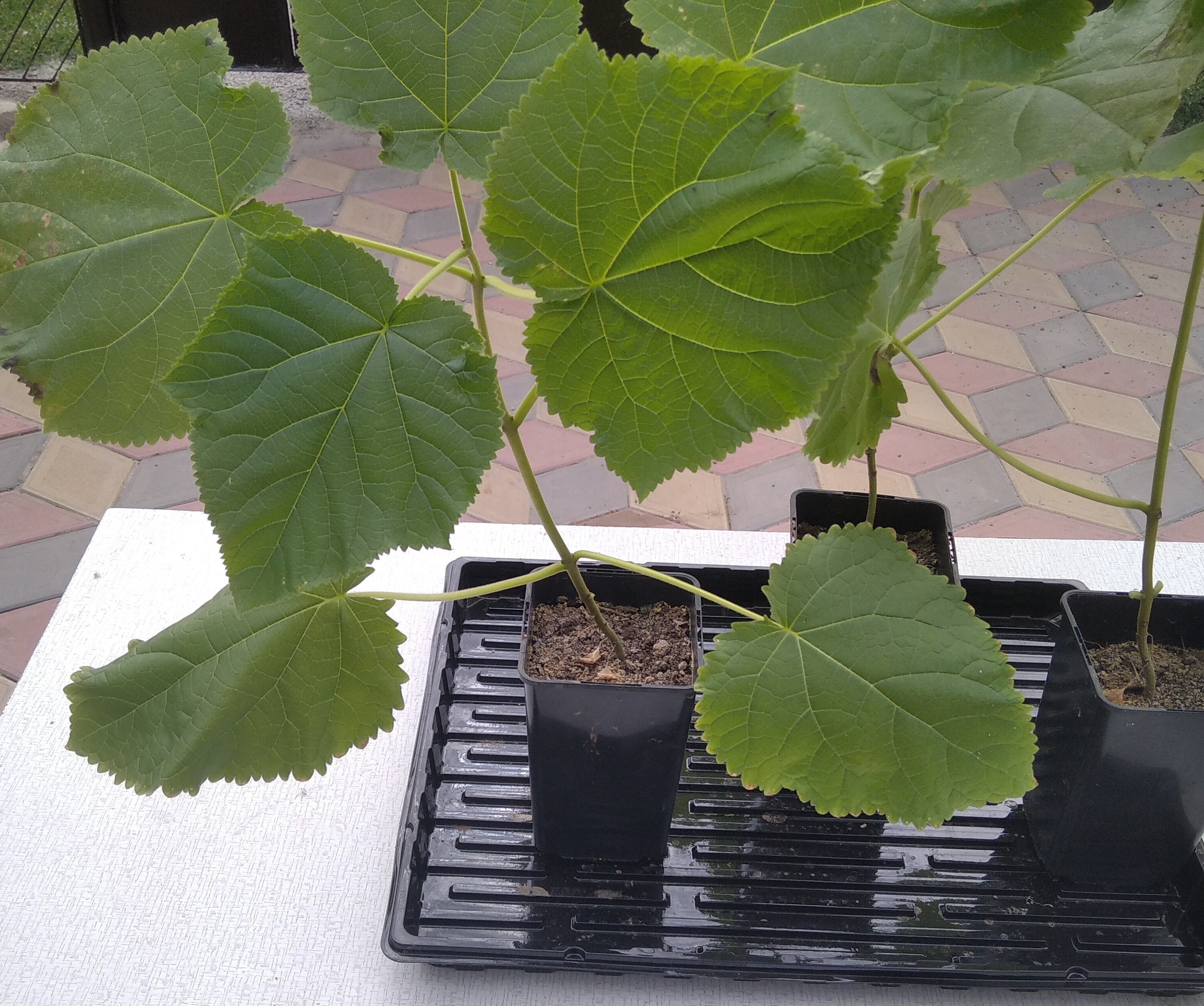 Paulownia Pao Tong Z07 - Arbre à Croissance Rapide Résistant Jusqu'à -33°C, Idéal Plantation