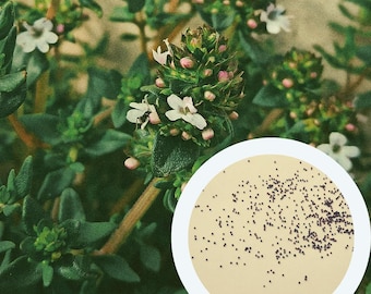 Tuintijm Thymus Vulgaris zaden 0,15 g. (ca. 600 stuks) Tijm | Duitse tijm | kruidenzaden | culinaire en medicinale plantenzaden