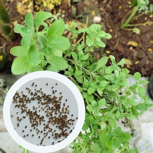Origanum Majorana seeds 0,15 g. (approx. 900 PCS) Marjoram | Sweet Marjoram | Knotted Marjoram | Pot Marjoram | herb seeds | organic seeds