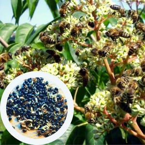 Tetradium Daniellii seeds (20 PCS) Bee-Bee Tree | Korean Evodia | Honey Tree | Euodia Hupehensi | heirloom seeds | tree seeds | rare seed
