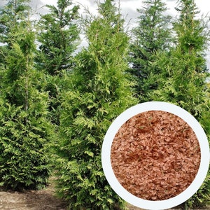 Thuja occidentalis 0,25 g. (approx. 200 seeds) eastern white-cedar, swamp cedar, American arborvitae coniferous tree seeds