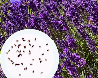 Lavendel Hidcote frön 0,1 g. (ca 100 st) Lavandula Angustifolia Engelsk lavendel | Vanlig lavendel | Smalbladig lavendel