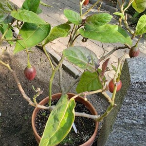 K&ouml;nnte beinhalten: Eine Topfpflanze mit gr&uuml;nen Bl&auml;ttern und mehreren kleinen, roten, runden Fr&uuml;chten. Die Pflanze w&auml;chst in einem braunen Terrakotta-Topf.