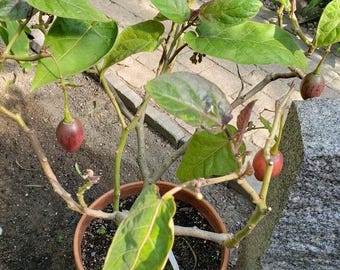 タマリロツリートマトの種子（20個）Solanum Betaceum | Cyphomandra