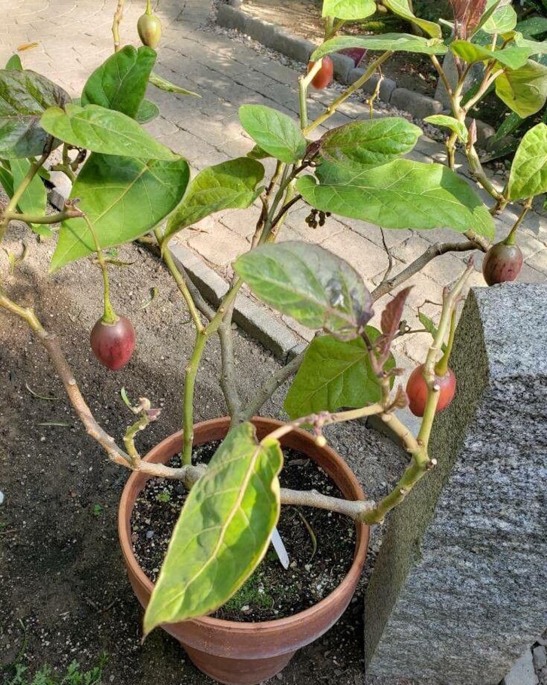 K&ouml;nnte beinhalten: Eine Topfpflanze mit gr&uuml;nen Bl&auml;ttern und mehreren kleinen, roten, runden Fr&uuml;chten. Die Pflanze w&auml;chst in einem braunen Terrakotta-Topf.