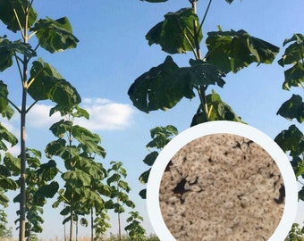 Paulownia Shan Tong 0,25 g (1000 sementes) Árvore da Imperatriz, Árvore do Dragão, Árvore da Princesa. Árvore de crescimento rápido. Sementes orgânicas | Envio para os EUA.