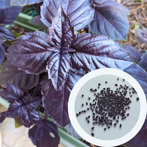 Basil Purple seeds 0,5 g. (approx. 375 PCS) Ocimum basilicum non GMO seeds | herb seeds | culinary plant seeds | organic seeds