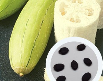 Luffa Luffa Aegyptiaca samen (20 Stück) Schwammkürbis | Vietnamesischer Luffa | Luffa | Chinesische Okra | seltener Samen