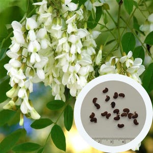 Robinie Pseudoacacia Samen 1 g. (ca. 50 Stück) Robinie | Akazie | Baumsamen | gentechnikfreie Samen | biologischen Samen