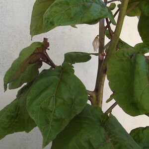 K&ouml;nnte beinhalten: Nahaufnahme einer gr&uuml;nen, bl&auml;ttrigen Pflanze mit einer einzelnen wei&szlig;en Bl&uuml;tenknospe. Die Pflanze hat einen braunen Stiel und w&auml;chst an einer wei&szlig;en Wand.