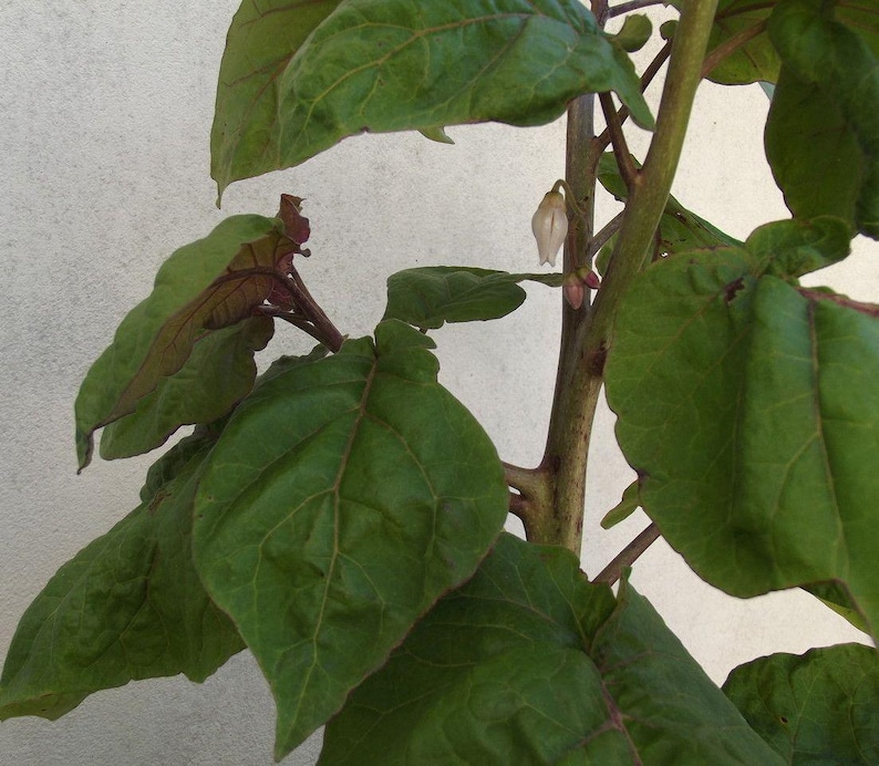 K&ouml;nnte beinhalten: Nahaufnahme einer gr&uuml;nen, bl&auml;ttrigen Pflanze mit einer einzelnen wei&szlig;en Bl&uuml;tenknospe. Die Pflanze hat einen braunen Stiel und w&auml;chst an einer wei&szlig;en Wand.