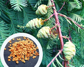 Semillas de árbol de secuoya roja (Metasequoia glyptostroboides) 0,2 g (aprox. 50 semillas)