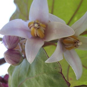 K&ouml;nnte beinhalten: Nahaufnahme einer hellvioletten Bl&uuml;te mit gelber Mitte. Die Bl&uuml;te ist in voller Bl&uuml;te und hat mehrere Bl&uuml;tenbl&auml;tter. Die Bl&uuml;te ist von gr&uuml;nen Bl&auml;ttern umgeben.