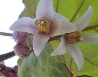 タマリロツリートマトの種子（20個）Solanum Betaceum | Cyphomandra