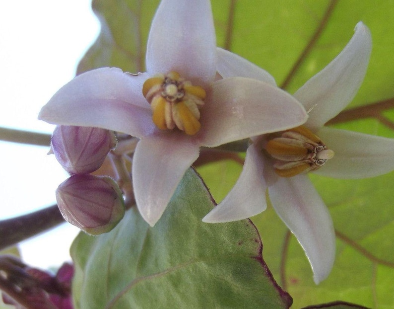 K&ouml;nnte beinhalten: Nahaufnahme einer hellvioletten Bl&uuml;te mit gelber Mitte. Die Bl&uuml;te ist in voller Bl&uuml;te und hat mehrere Bl&uuml;tenbl&auml;tter. Die Bl&uuml;te ist von gr&uuml;nen Bl&auml;ttern umgeben.