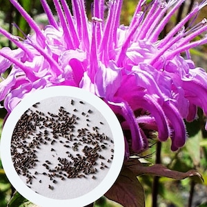 Monarda fistulosa seeds 0,01 g. (approx. 70 PCS) Wild Bergamot | Bee Balm | herb seeds | culinary & medicinal plant seeds | organic seeds
