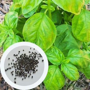 Basil Lemon Green seeds 0,5 g. (approx. 375 PCS) Ocimum basilicum non GMO seeds | herb seeds | culinary plant seeds | organic seeds